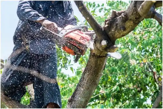 tree services Pendleton